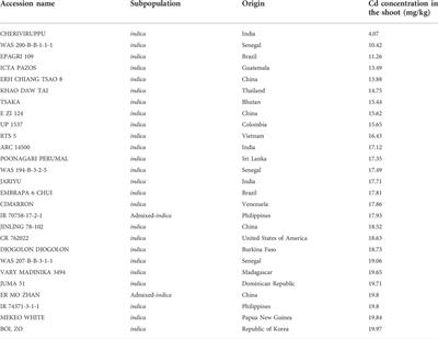 Mining candidate genes for rice cadmium accumulation in the shoot through a genome-wide association study and transcriptomic analysis